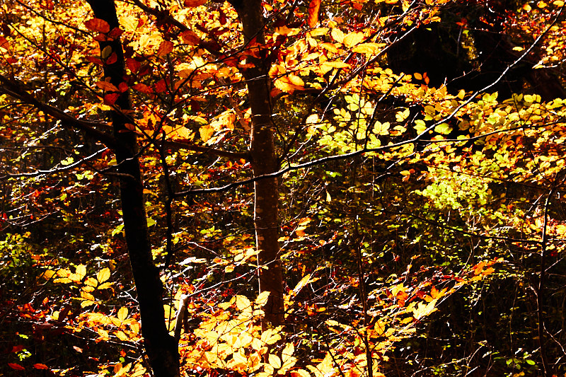 hanging_on_reduced